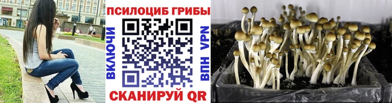 где найти наркотики  Междуреченск  Галлюциногенные грибы Cubensis 
