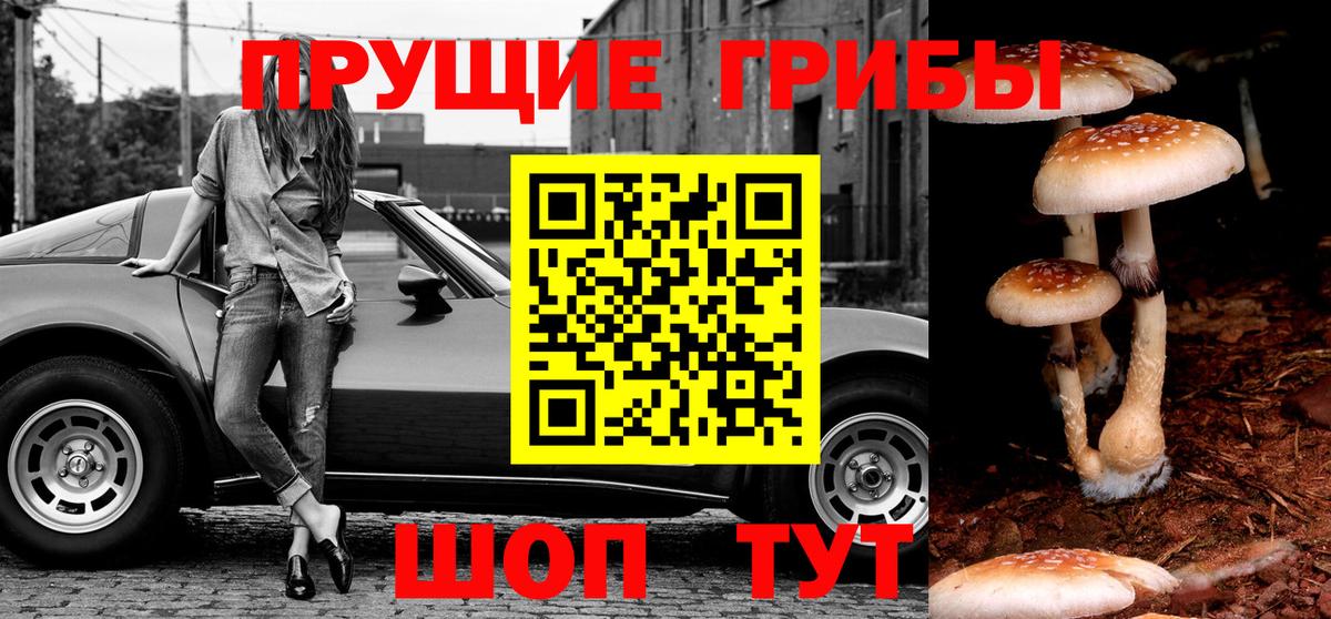 Псилоцибиновые грибы Cubensis Междуреченск