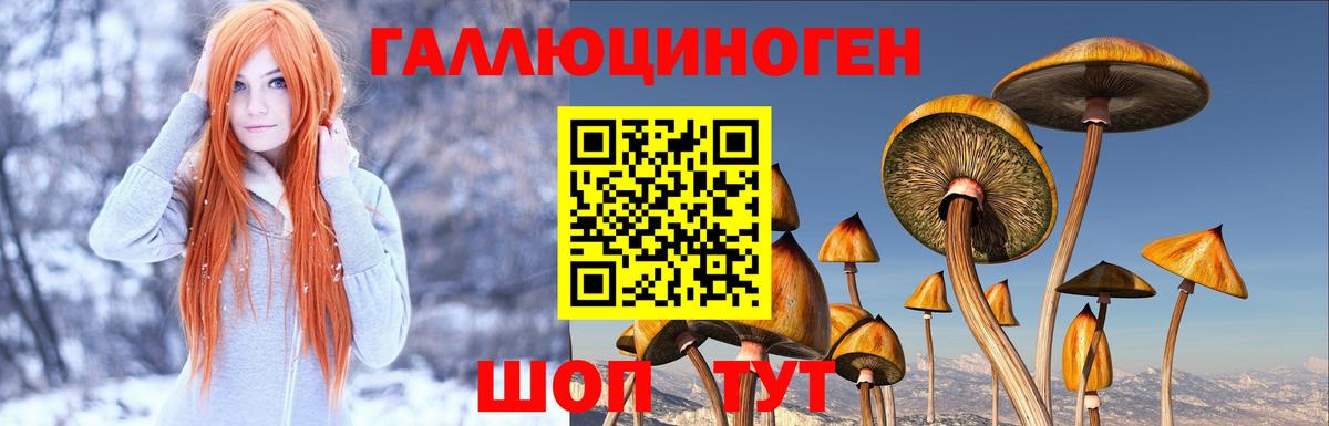 Галлюциногенные грибы Psilocybe  Междуреченск 